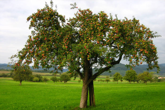Doberaner Baum mit Früchten